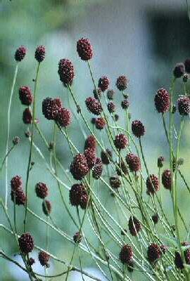 sanguisorba officinalis