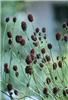 sanguisorba officinalis