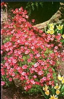 saxifraga (A) blutenteppich