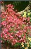 saxifraga (A) blutenteppich