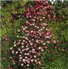 saxifraga (A) pete