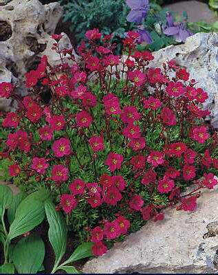 saxifraga (A) purperteppich