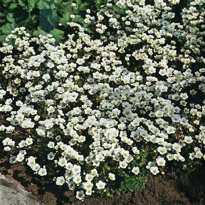 saxifraga (A) schneeteppich