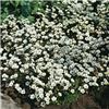 saxifraga (A) schneeteppich