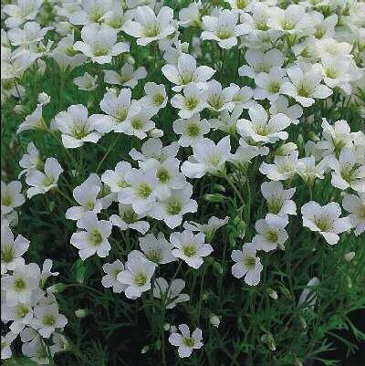 saxifraga cespitosa findling