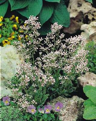 saxifraga cotyledon southside seedling