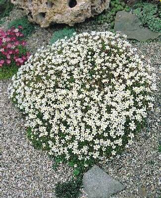 saxifraga moschata white pixie