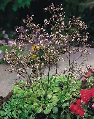 saxifraga urbium variegata