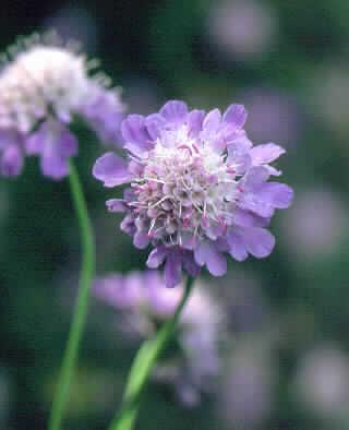 scabiosa columbaria