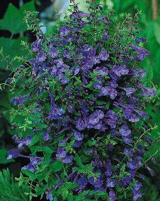 scutellaria scordiifolia