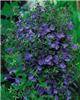 scutellaria scordiifolia