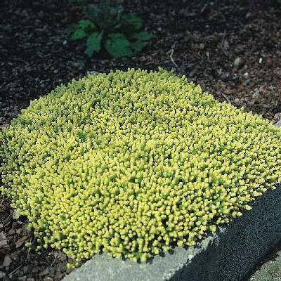 sedum acre aureum