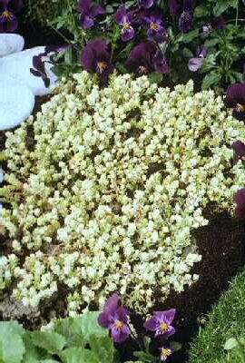 sedum acre elegans