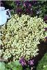 sedum acre elegans
