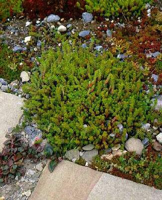 sedum acre