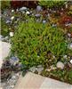 sedum acre