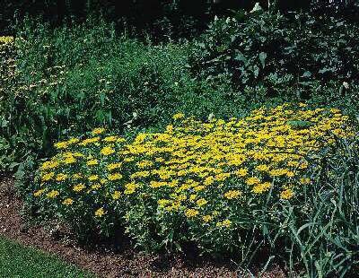 sedum aizoon