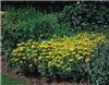 sedum aizoon