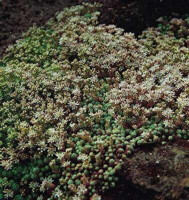 sedum album