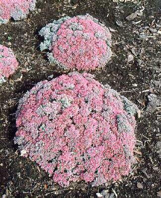 sedum cauticola f. lidakense