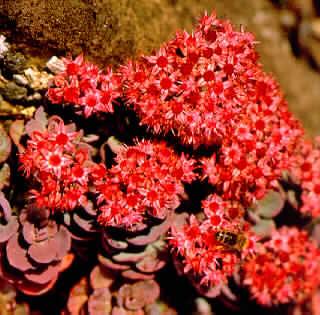 sedum cauticola