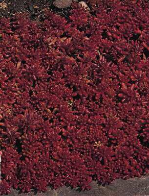 sedum coral carpet