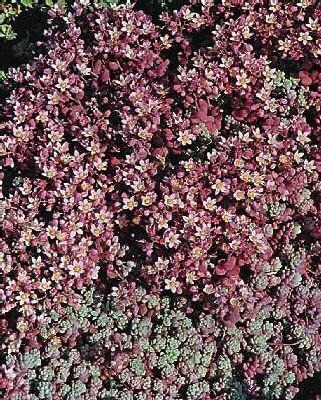 sedum dasyphyllum 