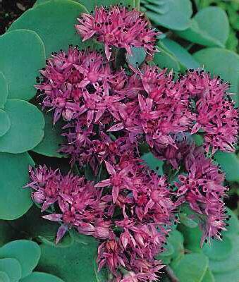 sedum ewersii