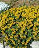 sedum floriferum weihenstephaner gold