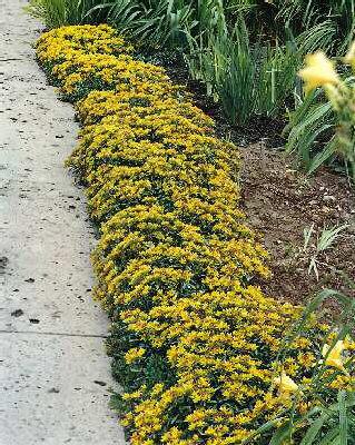 sedum floriferum