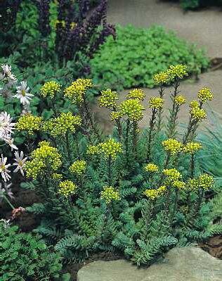 sedum forsterianum ssp. elegans