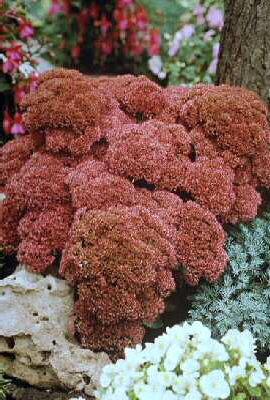 sedum herbstfreude