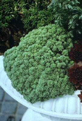 sedum hispanicum