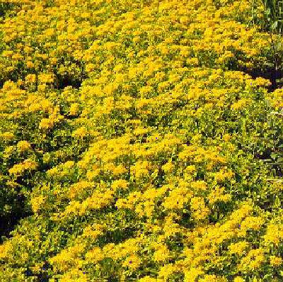 sedum hybridum immergrunchen