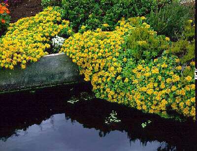 sedum kamtschaticum