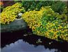 sedum kamtschaticum