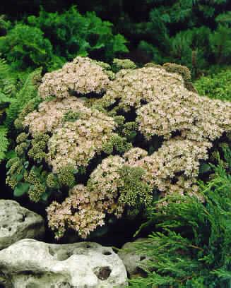sedum matrona
