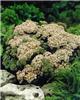sedum matrona