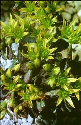 sedum oreganum