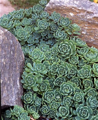sedum pachyclados