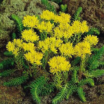 sedum reflexum (mi