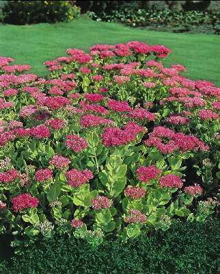 sedum robustum (ruby glow)