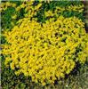 sedum sexangulare