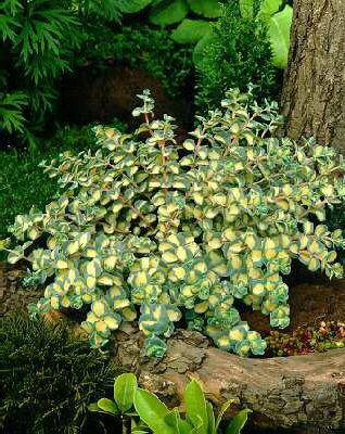 sedum sieboldii mediovariegatum