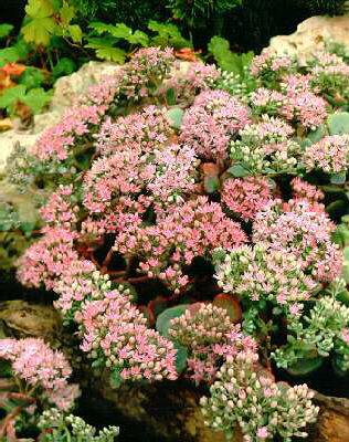 sedum sieboldii