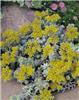sedum spathulifolium cape blancho