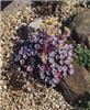 sedum spathulifolium purpureum