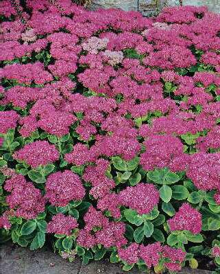 sedum spectabile b