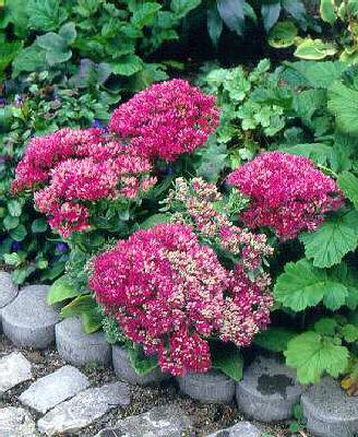 sedum spectabile meteor