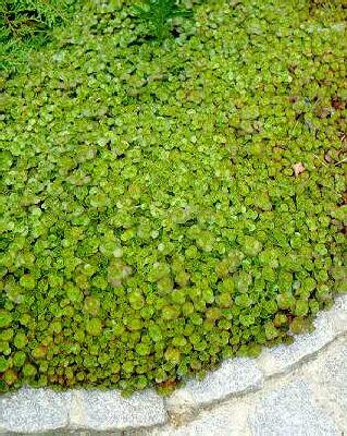 sedum spurium album superbum